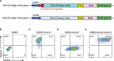 Co-expression of HLA-E and HLA-G on genetically modified porcine endothelial cells attenuates human NK cell-mediated degranulation